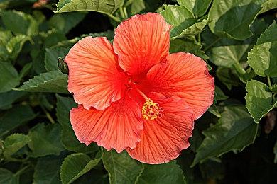 NSO高级会员免费游戏库 追加N64游戏《班卓熊大冒险》